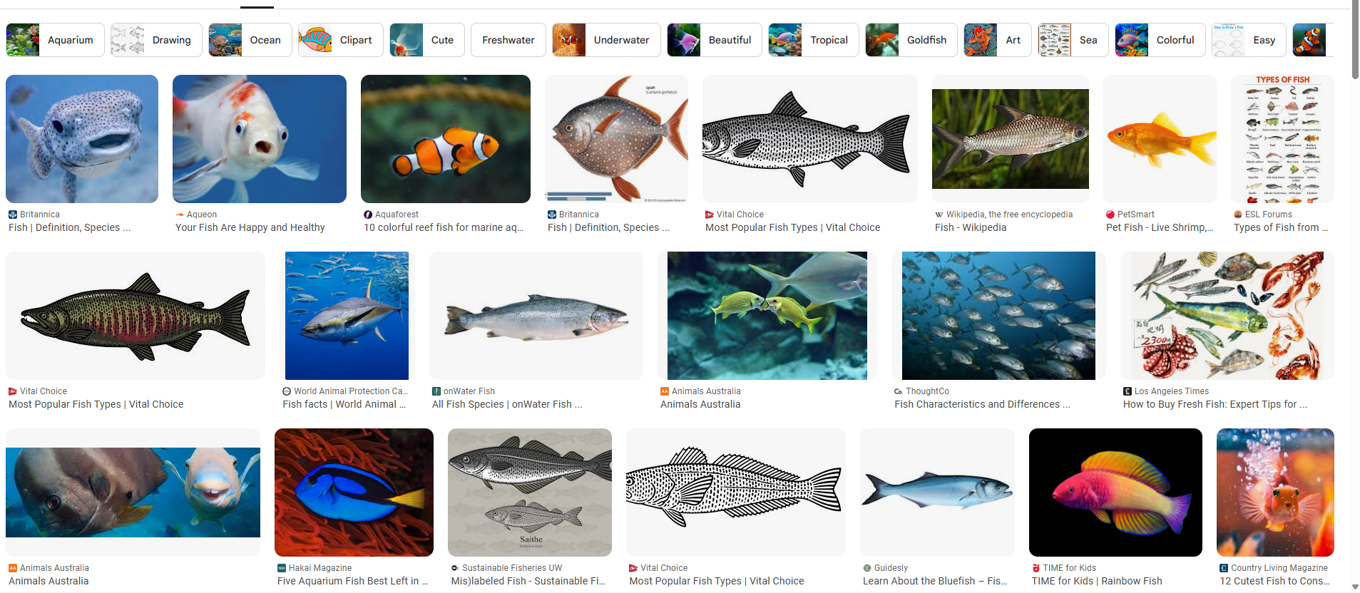 fishy casino