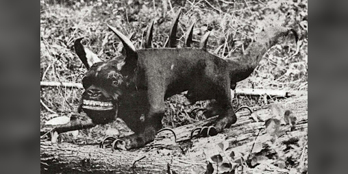 Cover image for Cryptozoologist