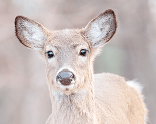 Deer's Quest for Warfriends