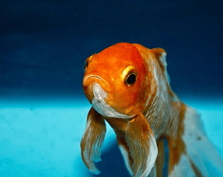 Fish Pong
