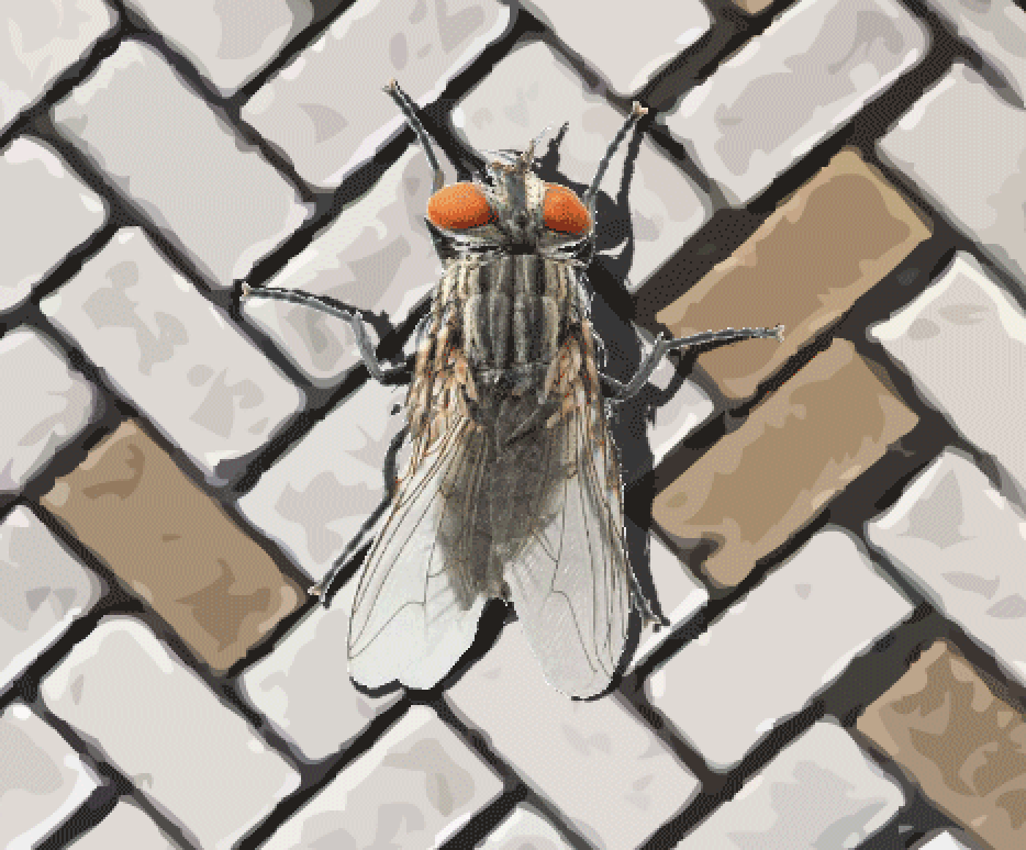 Cover image for a fly in the array