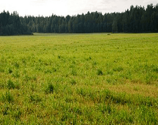 Terrain Survival