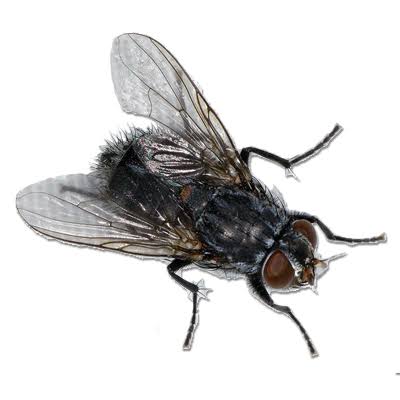 catch the fly by Epicroma