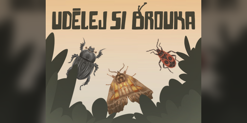 Cover image for Bizarní Brouci