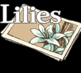 Lilies