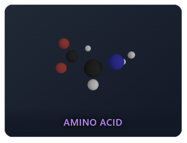 Amino Acid Amino Acid
