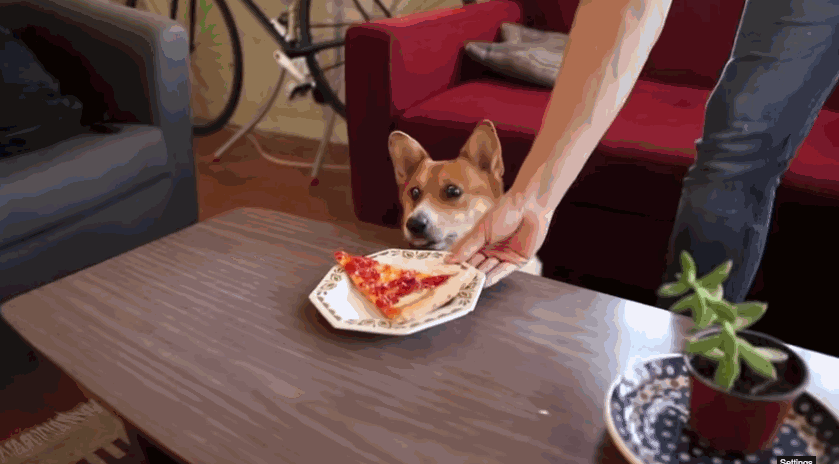 The Mysterious Case of Pizza Dog