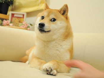 Cover image for doge epic parcour obstakle corse