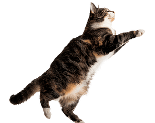 Kitty, Go Home!