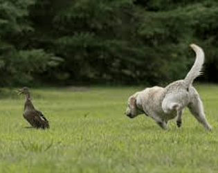 chase a duck for bragging rights game screenshot
