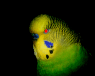 Six Hellish Dawns with a Budgie game screenshot