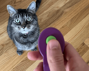 Cat Clicker game screenshot