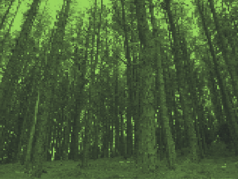 Cover image for The Forest: 2026