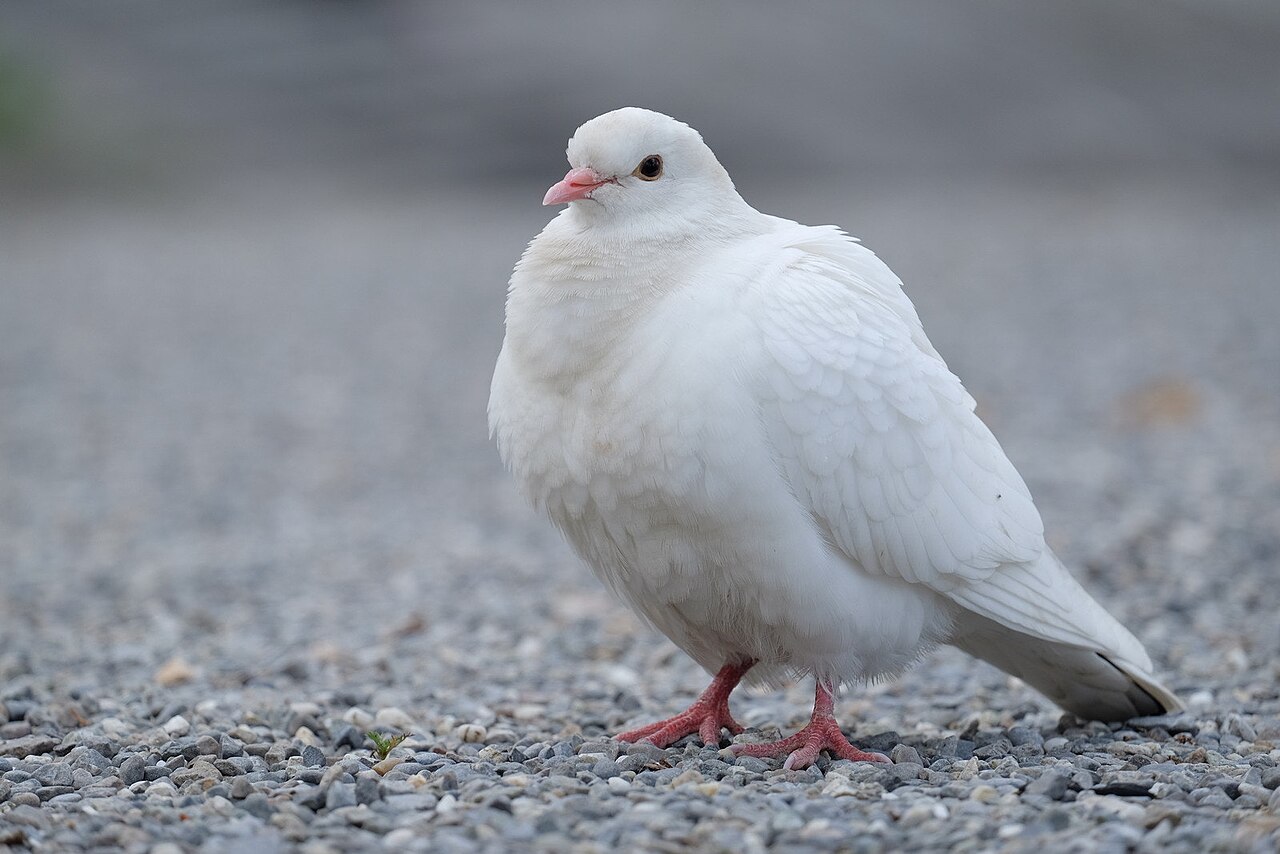 A Doves' Journey