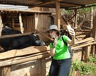 UP934172 - Cow Snapping