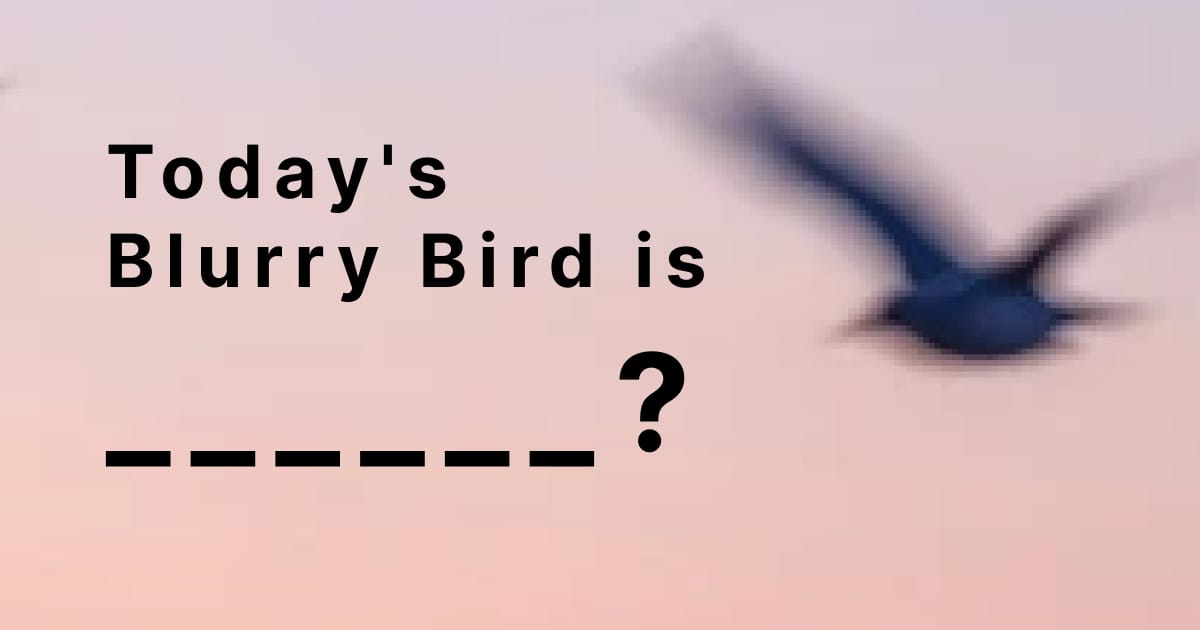 Blurry Birds