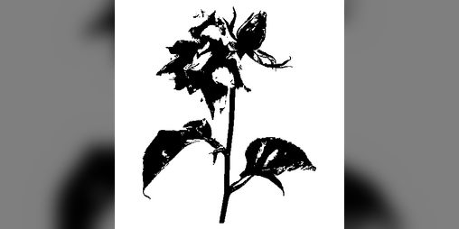 Cover image for Everything is wilting