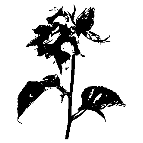 Cover image for Everything is wilting