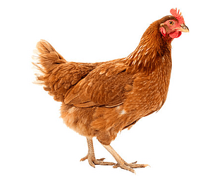 chiken game game screenshot