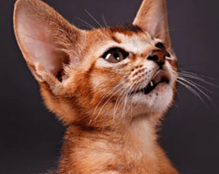 Abbyssinian AR