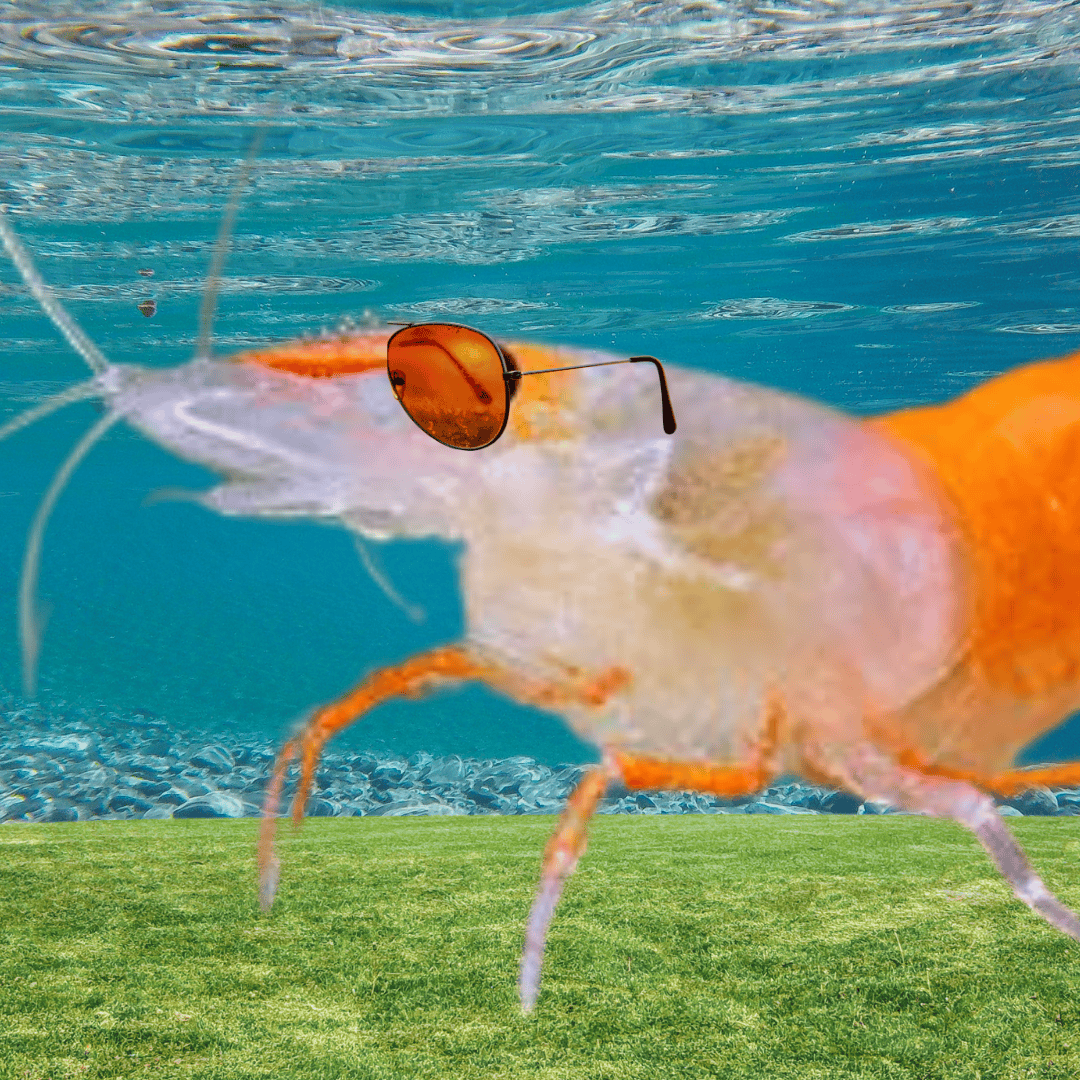 Taped Shrimp Jam 2026 - itch.io