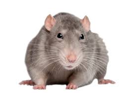 Rat Ball