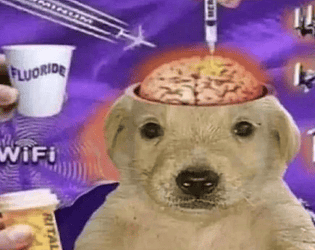 Le daily brainrot de Baudouin