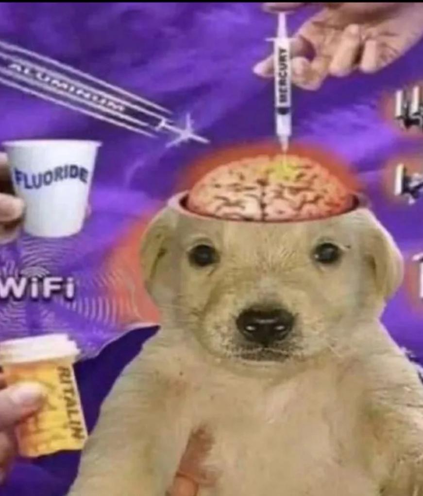 Le daily brainrot de Baudouin