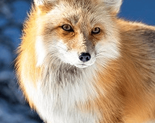 2D Fox Platformer game screenshot