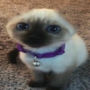 Cover image for Cat(astrophic) Clicker