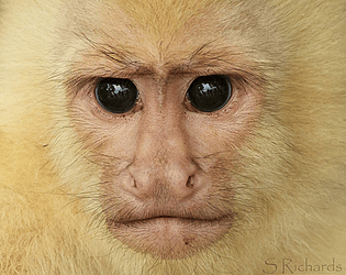 Emerald Monkeys game screenshot