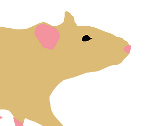 Rodent Vet