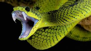 🐍Snake Game🐍 by DreamGiraffe