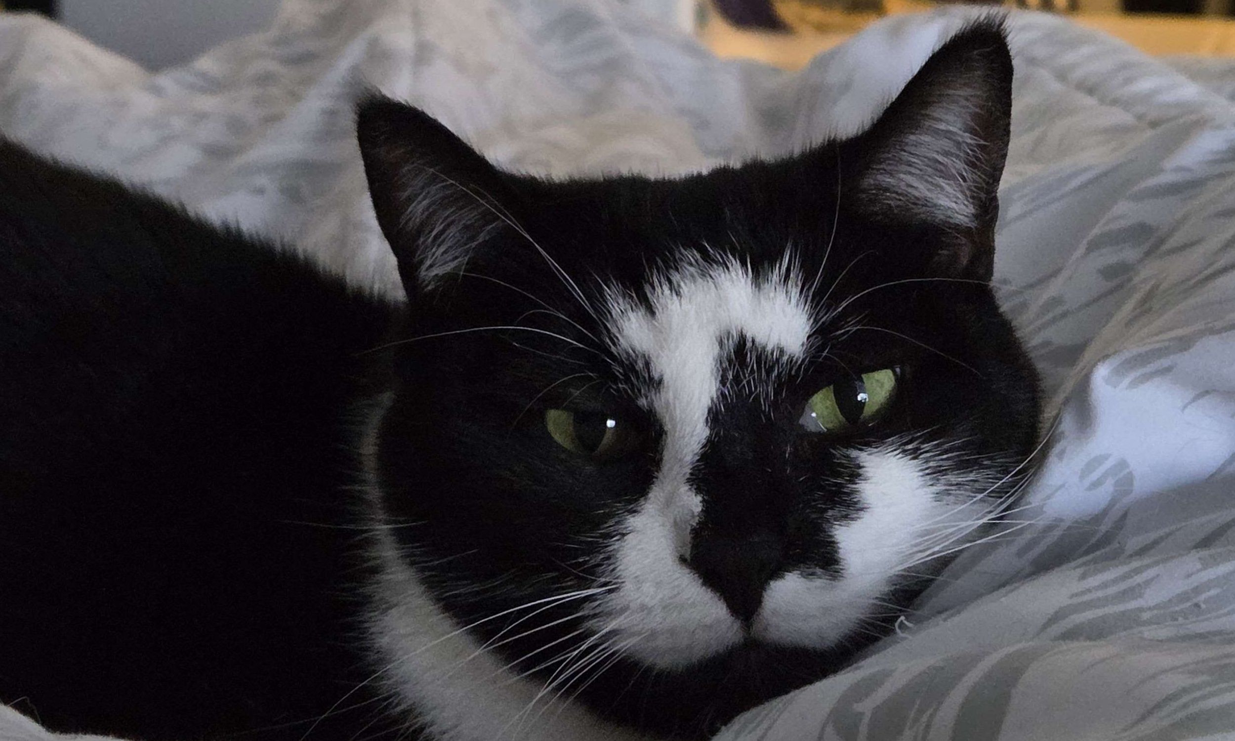 Our manager Mittens Our manager Mittens