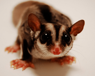 Sugar Gliders game screenshot