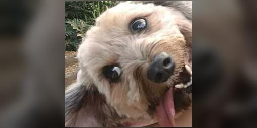 Cover image for Chewy