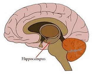Hippocampus mark I game screenshot