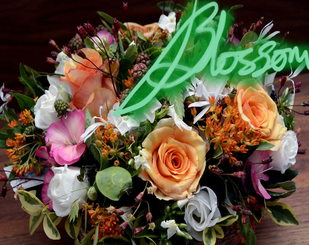 Cover image for Blossom