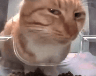 CatGame game screenshot