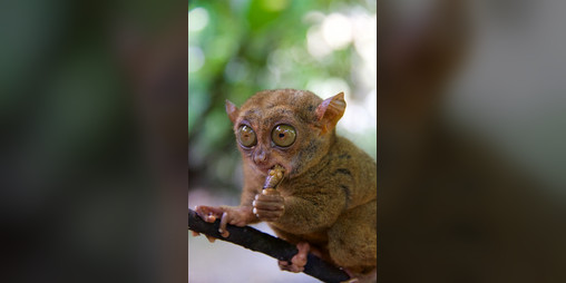 Cover image for Golem-Piloting Tarsier