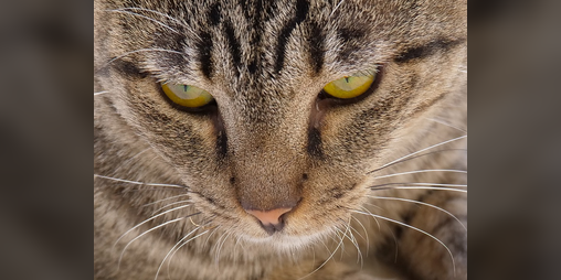 Cover image for Schrödinger's Unkilled Cat: A Troika! Background
