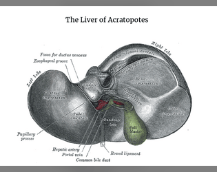 The Liver of Acratopotes  