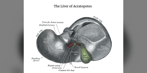 Cover image for The Liver of Acratopotes