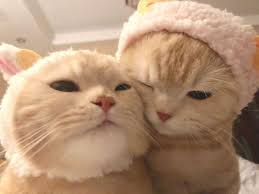 Cover image for formygf