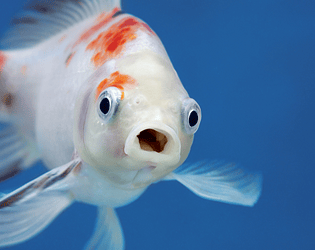 Fin the Fishy