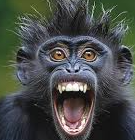 Cover image for chimp pardox