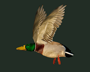 feed the ducks