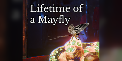 Cover image for Lifetime of a Mayfly