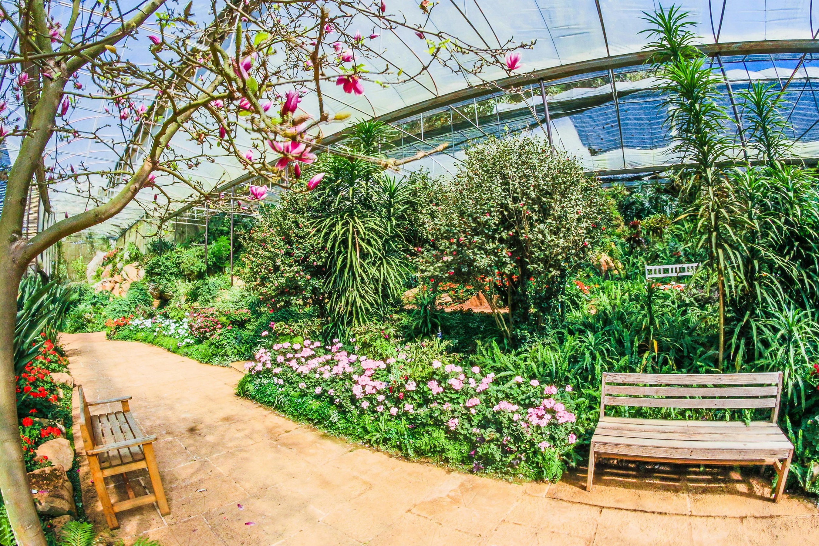 The Stray Greenhouse