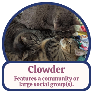 Clowder: Features a community or large social group(s). Clowder: Features a community or large social group(s).
